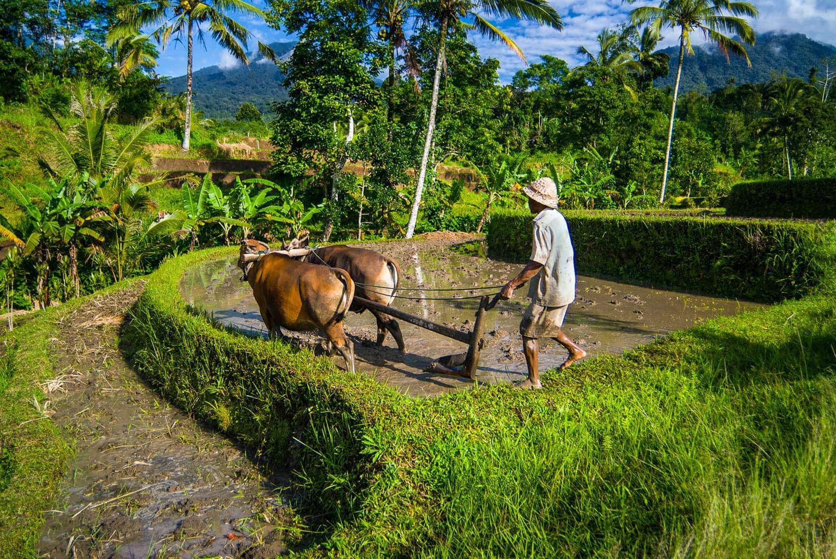 rice field plowing near Tabanan Bali