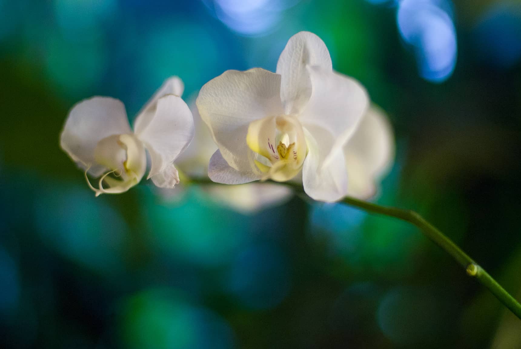 Professional photos of tropical flowers in Bali Indonesia