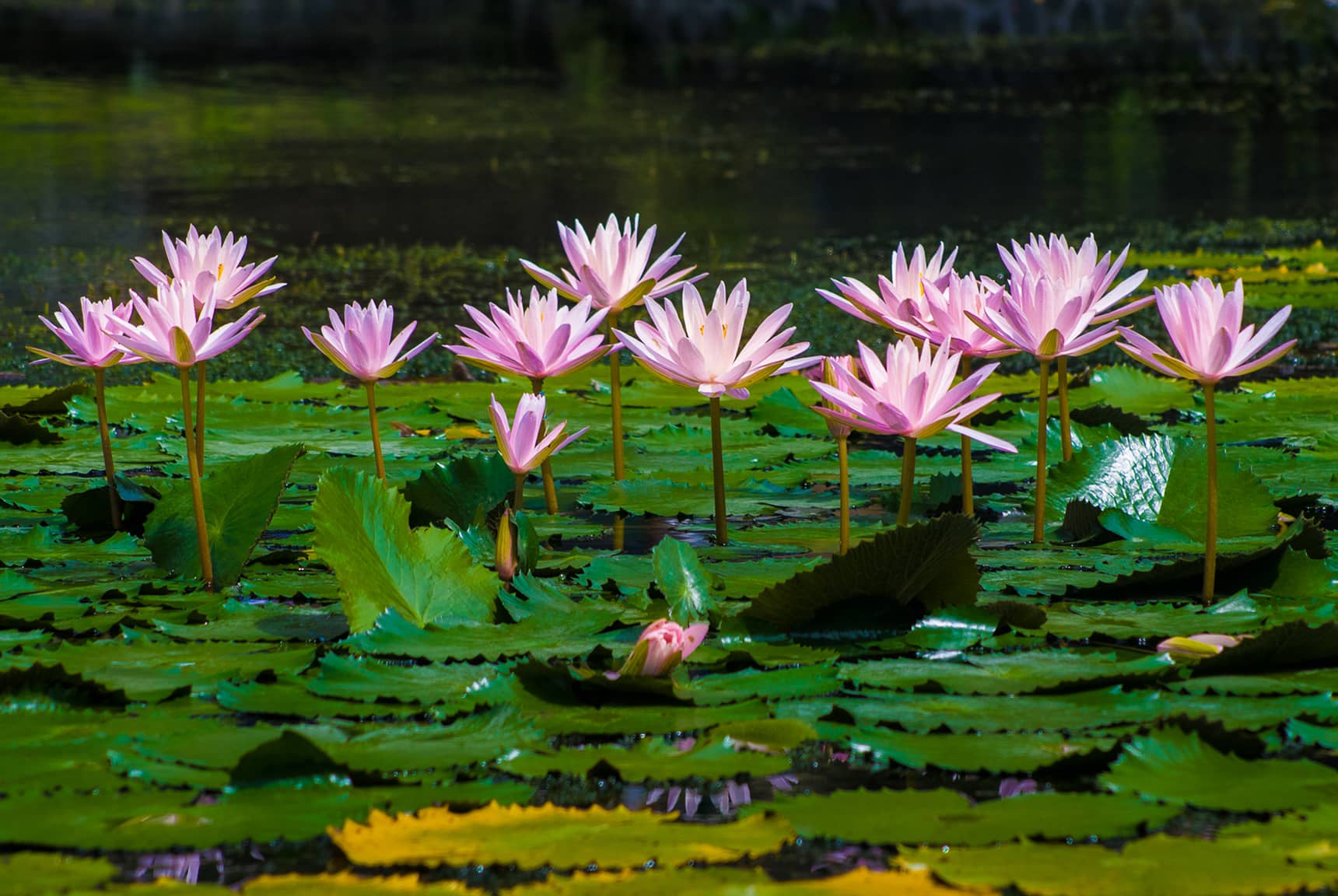 Professional photos of tropical flowers in Bali Indonesia