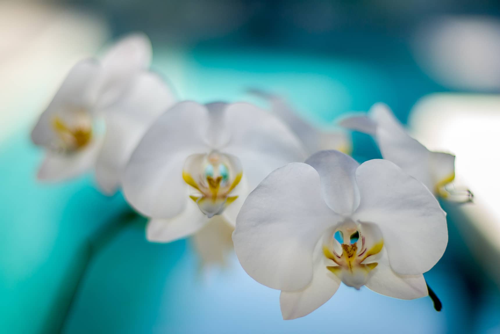 Professional photos of tropical flowers in Bali Indonesia