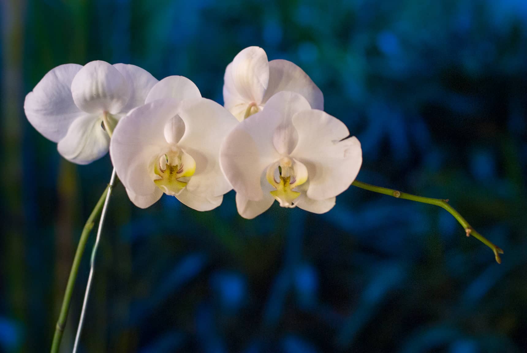 Professional photos of tropical flowers in Bali Indonesia