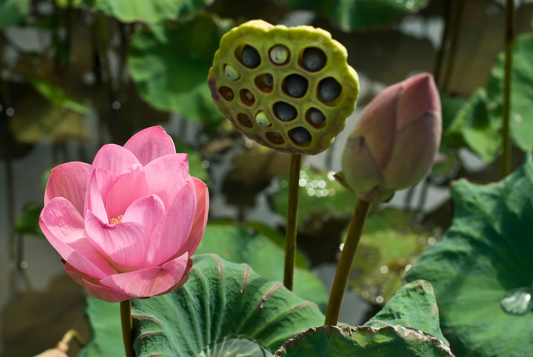 Professional photos of tropical flowers in Bali Indonesia