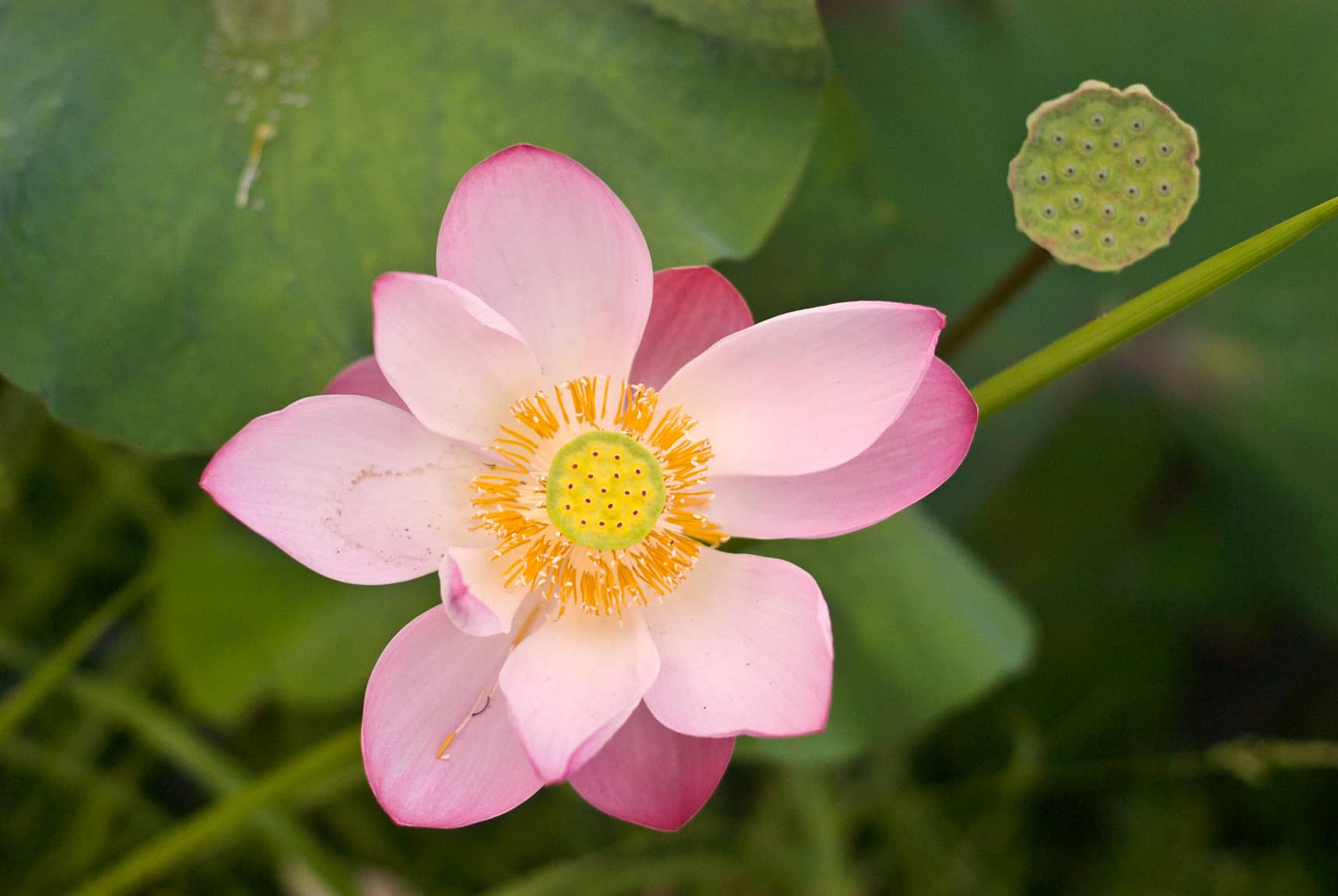 Professional photos of tropical flowers in Bali Indonesia