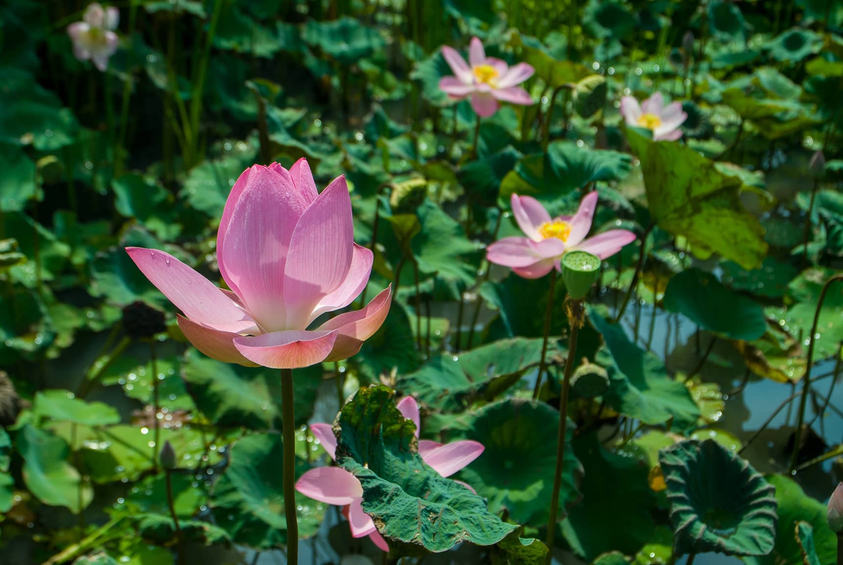 Professional photos of tropical flowers in Bali Indonesia