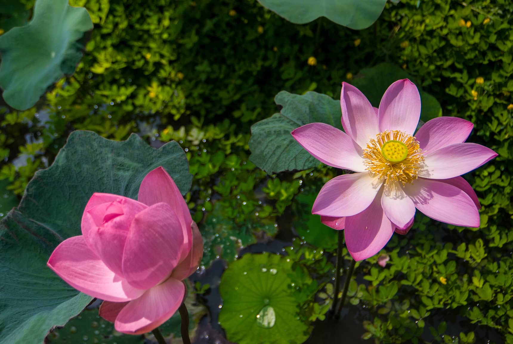 Professional photos of tropical flowers in Bali Indonesia