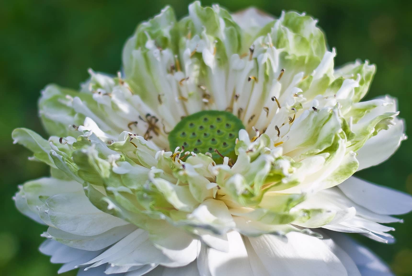 Professional photos of tropical flowers in Bali Indonesia