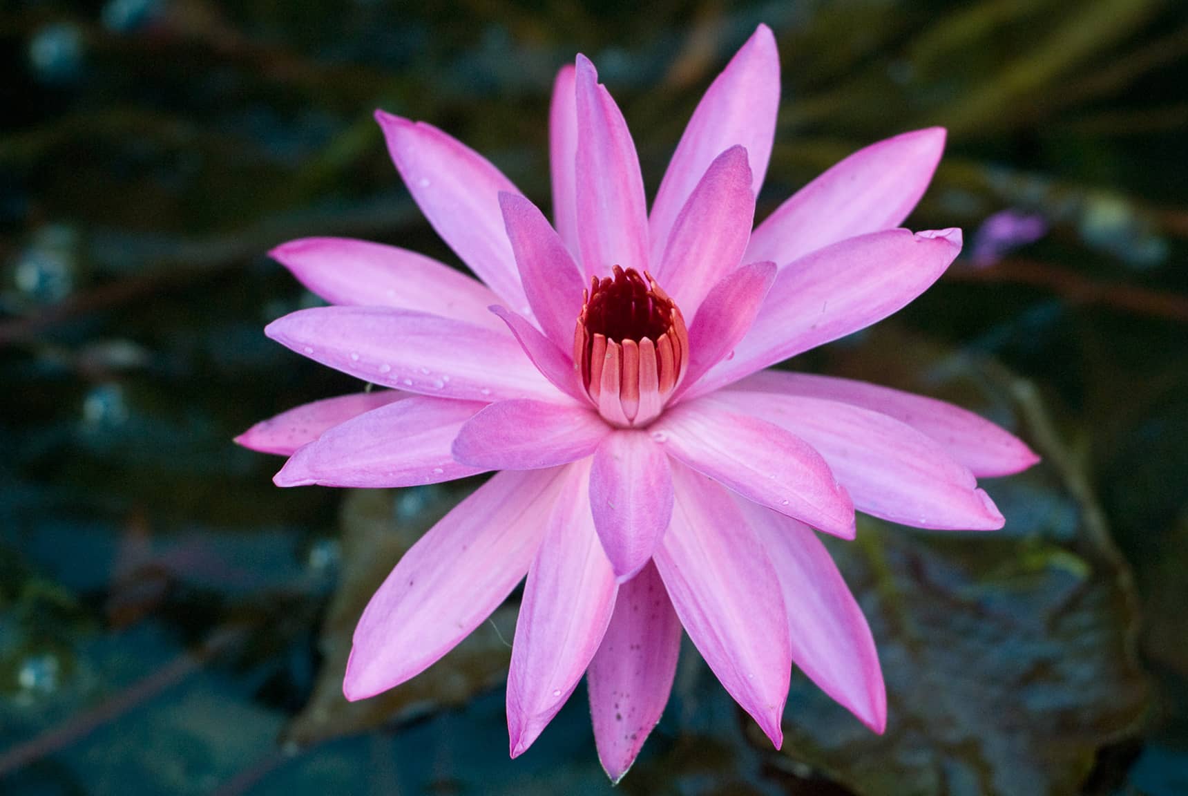 Professional photos of tropical flowers in Bali Indonesia