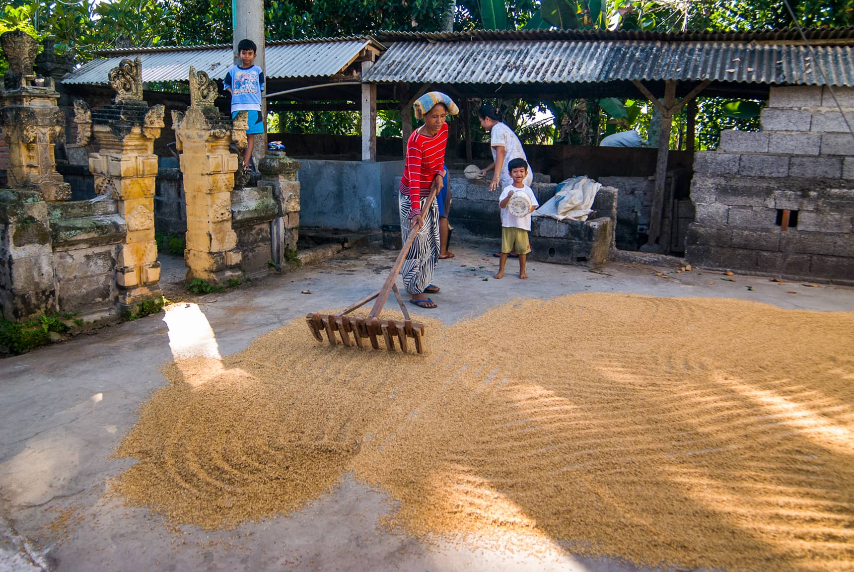 Professional photos of rice planting, harvesting, and processing in Bali Indonesia