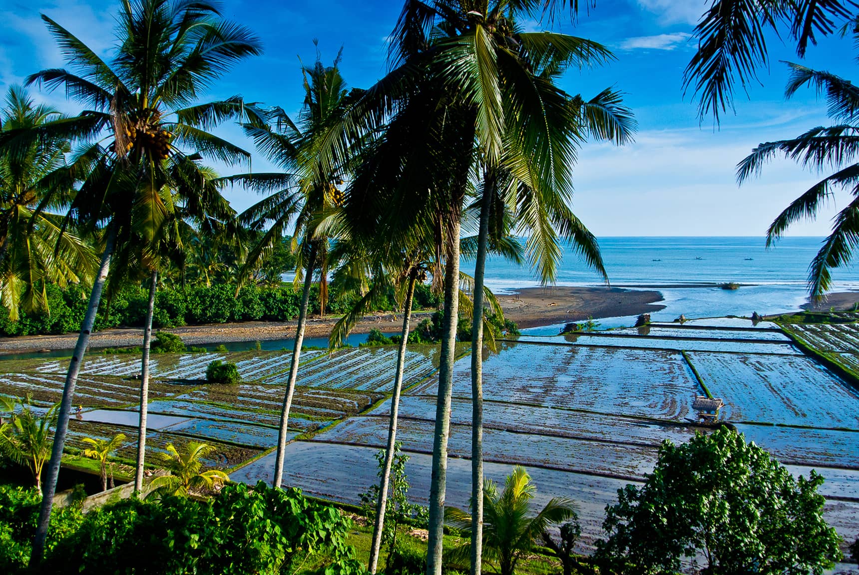 Professional photos of rice planting, harvesting, and processing in Bali Indonesia