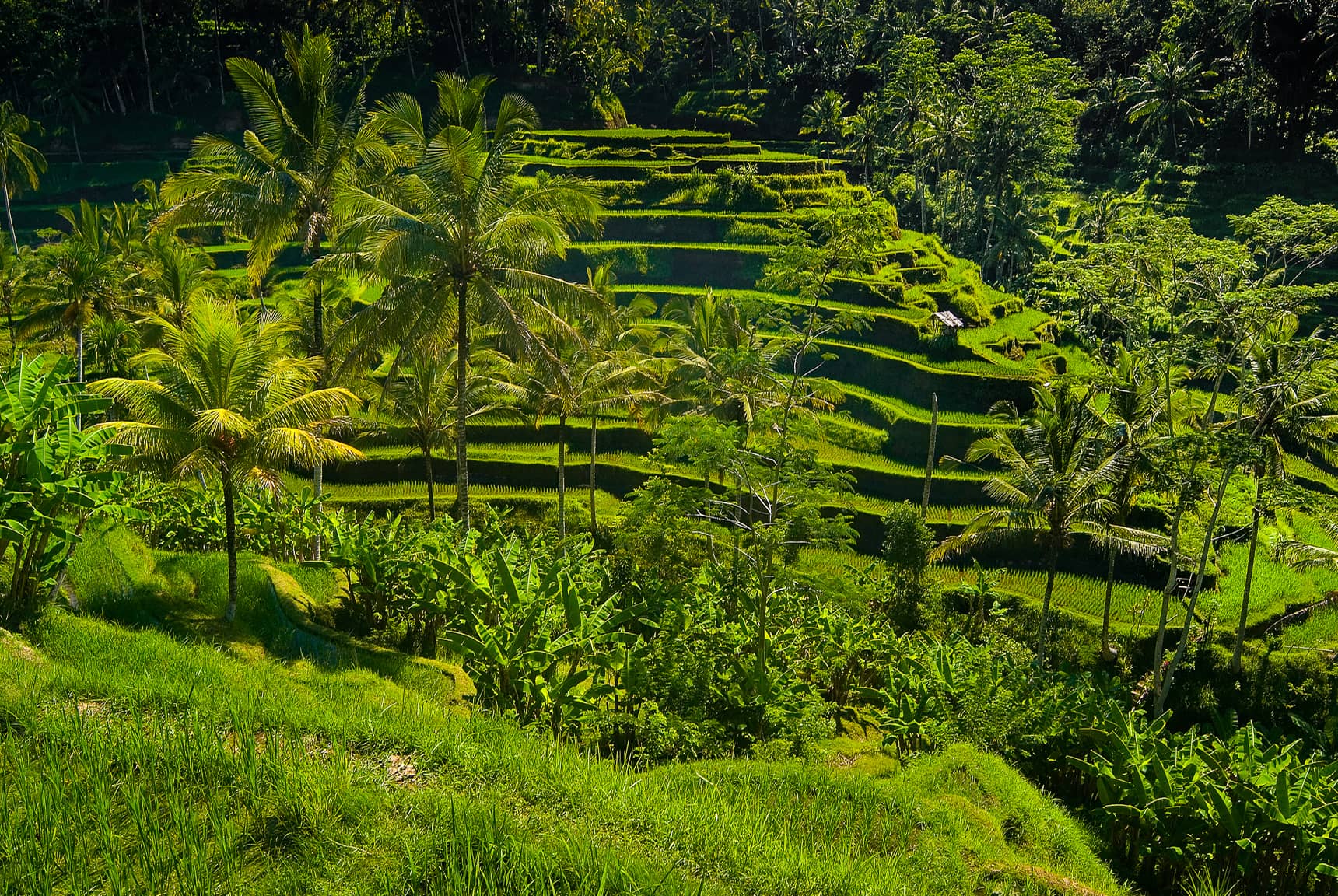 Professional photos of rice planting, harvesting, and processing in Bali Indonesia