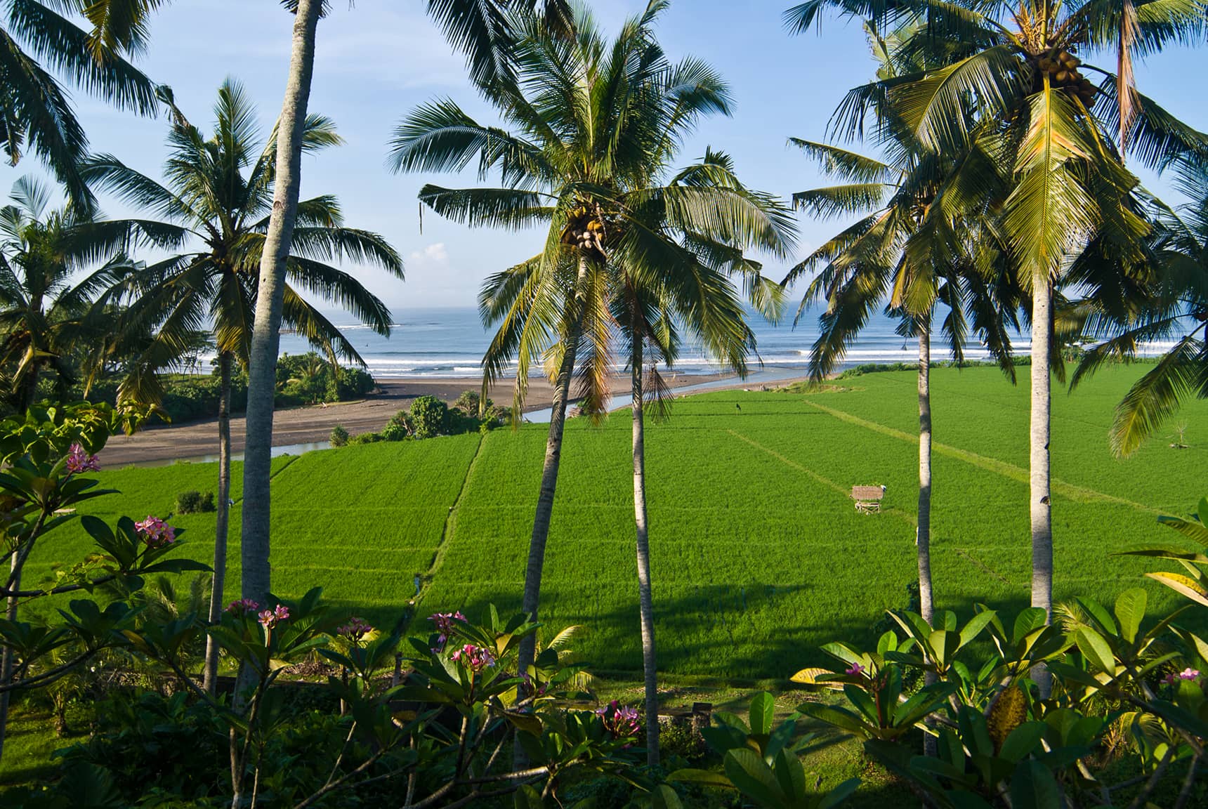 Professional photos of rice planting, harvesting, and processing in Bali Indonesia