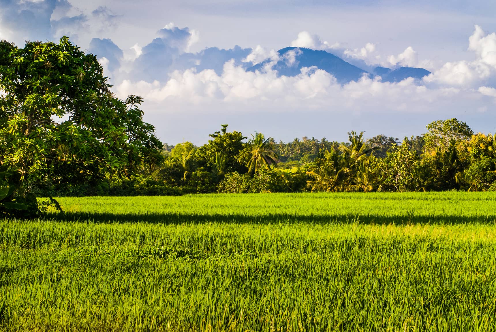 Professional photos of rice planting, harvesting, and processing in Bali Indonesia