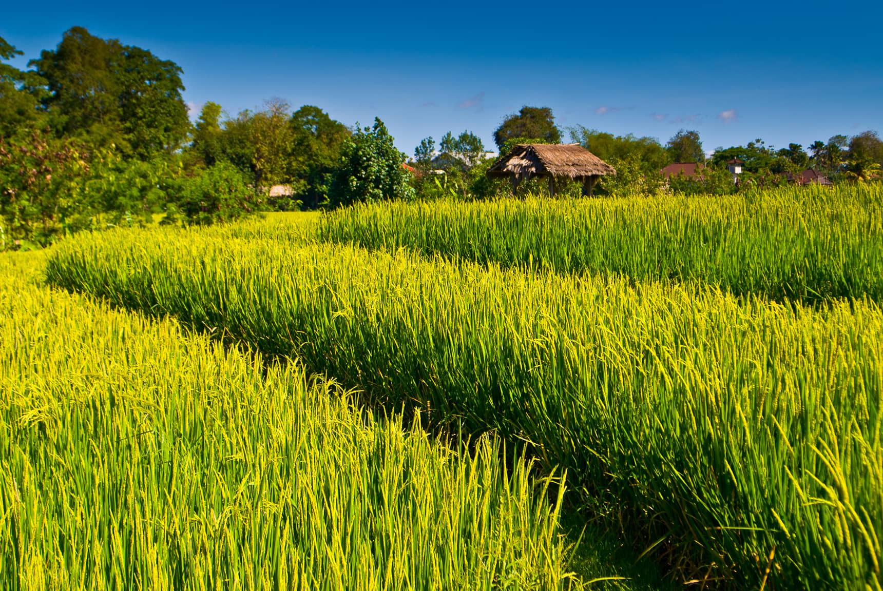 Professional photos of rice planting, harvesting, and processing in Bali Indonesia