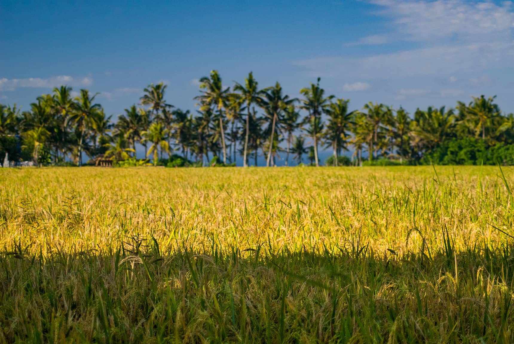 Professional photos of rice planting, harvesting, and processing in Bali Indonesia