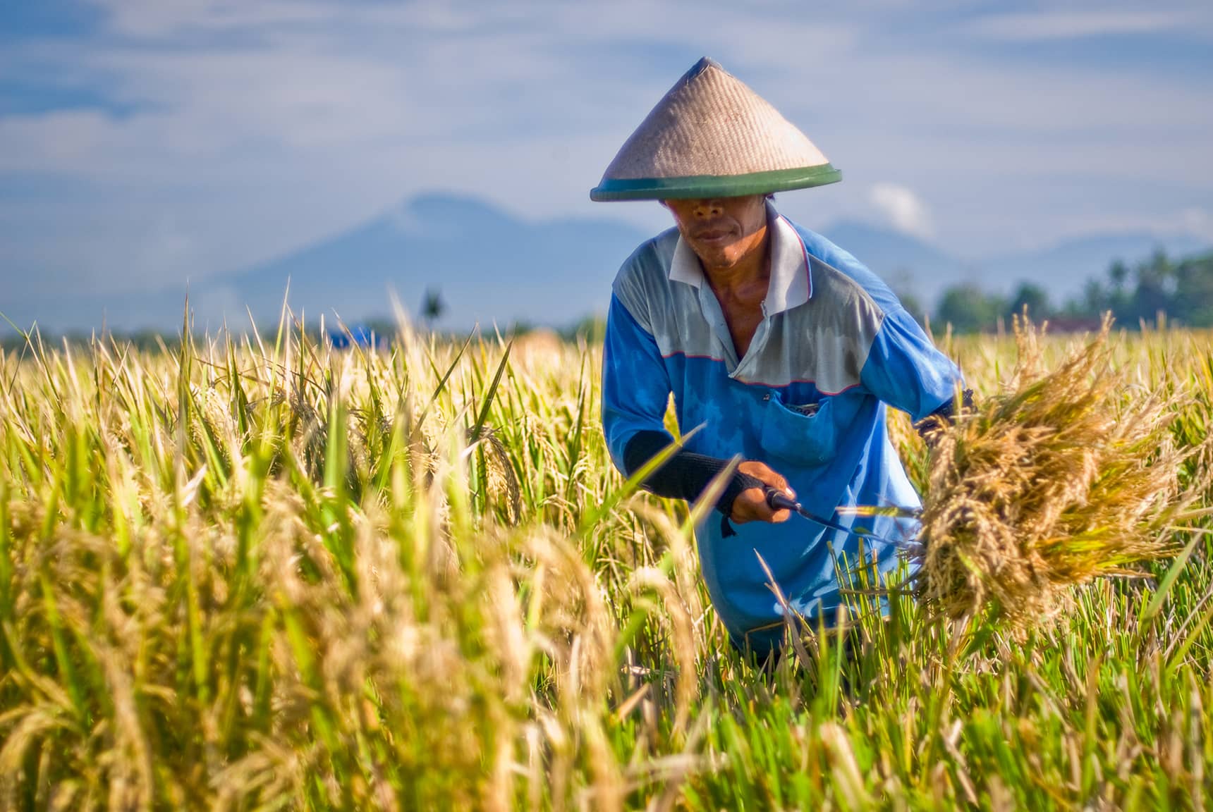 Professional photos of rice planting, harvesting, and processing in Bali Indonesia