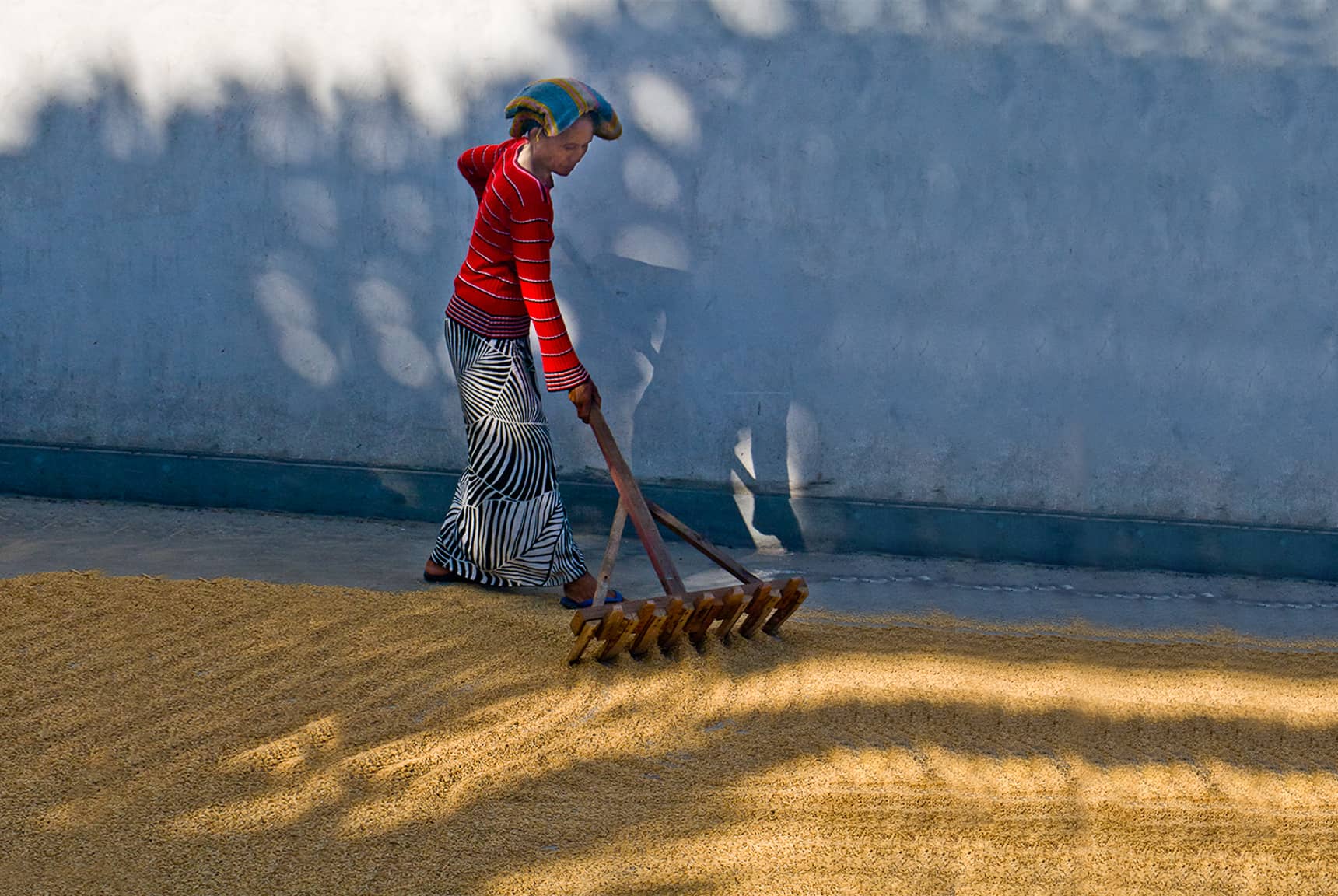 Professional photos of rice planting, harvesting, and processing in Bali Indonesia