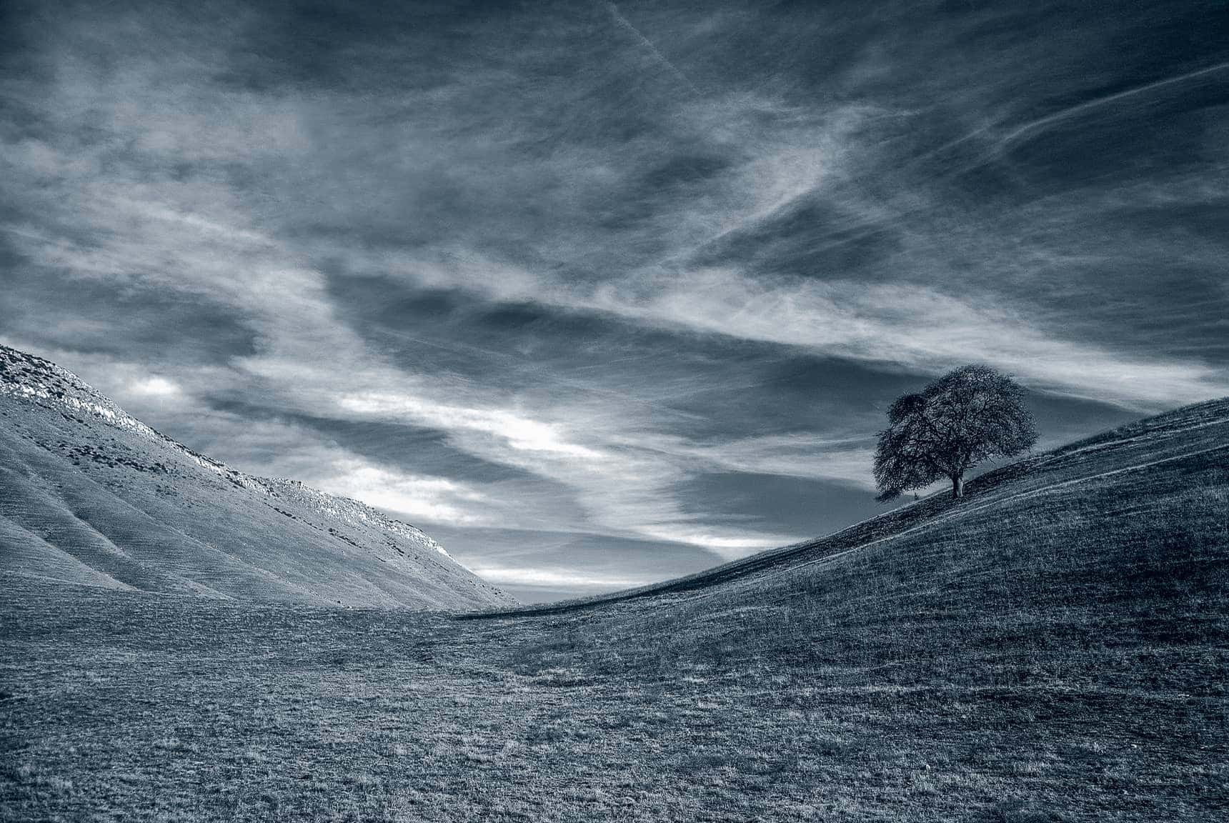 Professional, large-format landscape photography by LuxViz - solitary oak central California