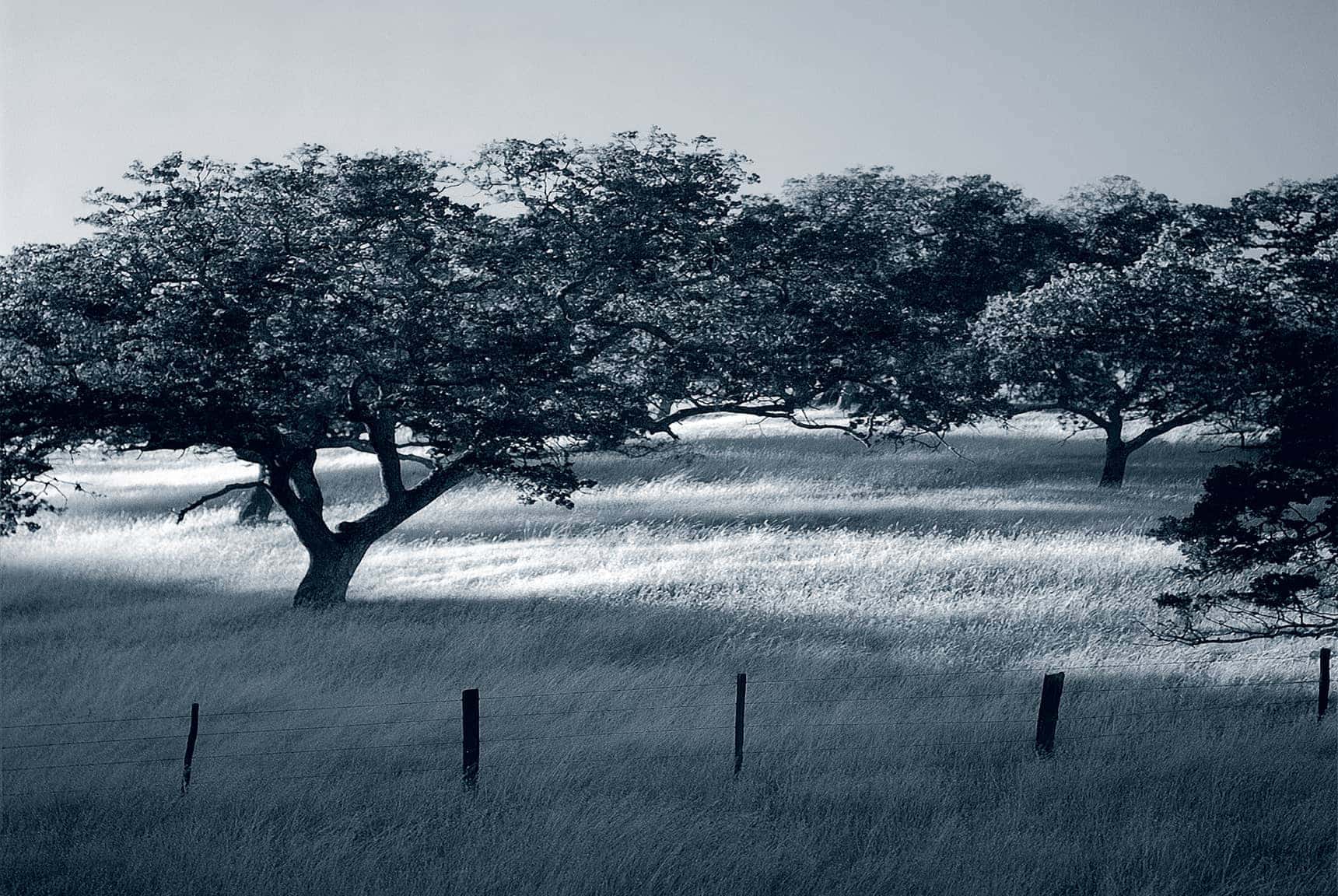 Professional, large-format landscape photography by LuxViz - oak trees and golden grasses near Pacheco Pass California